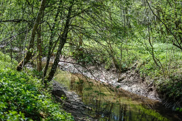 Lecho de río cubierto de roca en el bosque con bajo nivel de agua —  Fotos de Stock