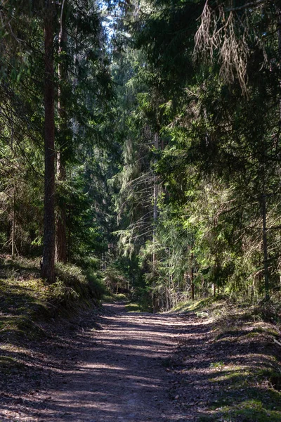 Νεαρό φρέσκο άνοιξη πράσινο δάσος ερυθρελάτης σε ηλιόλουστη μέρα — Φωτογραφία Αρχείου