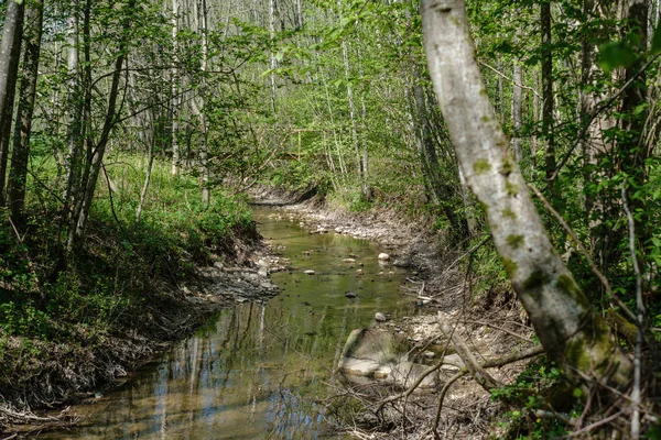 Skalisko pokryté říčním lůžkem v lese s nízkou hladinou vody — Stock fotografie