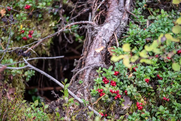 Красная клюква из брусники, растущая в мху в лесу — стоковое фото