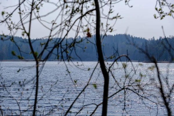 Spring tree branches with small fresh leaves over water body bac — Stock Photo, Image