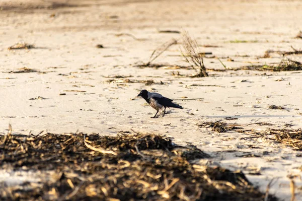 Bando de aves que descansam perto da água — Fotografia de Stock