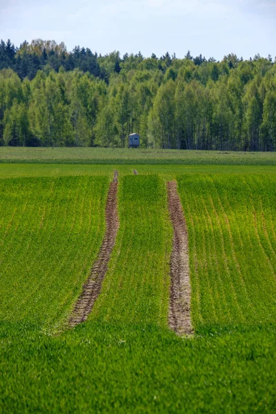 Zielone pola rolnictwa w okresie wiosennym — Zdjęcie stockowe