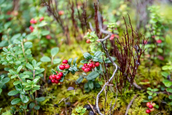 Röda lingonbär som växer i Moss i skog — Stockfoto