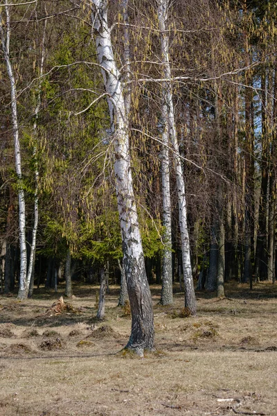 Birch and aspen tree grow in spring with first leaves hatching — Stock Photo, Image