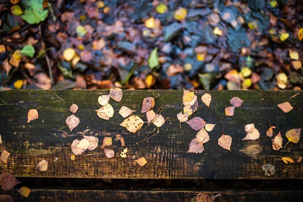 Herfst gekleurde gouden boom bladeren in de natuur in zonnige dag — Stockfoto