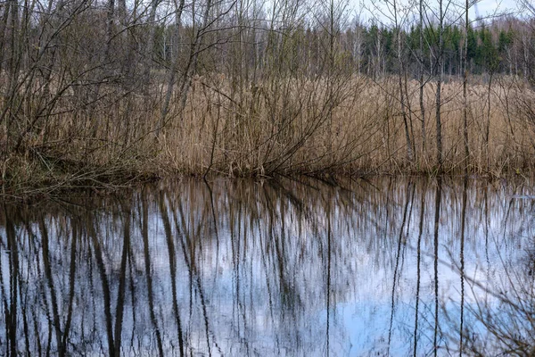 Forest Lake omgiven av trädstammar och grenar utan ledighet — Stockfoto