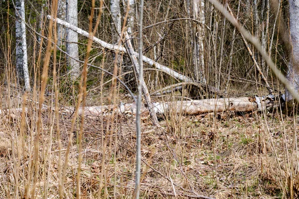 Naked tree branches in early spring with no leaves on grey day — Stock Photo, Image