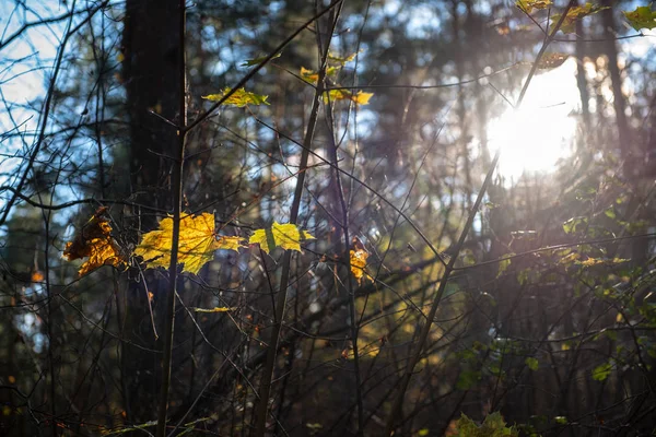 秋天金黄色叶子与模糊的背景和树枝 — 图库照片