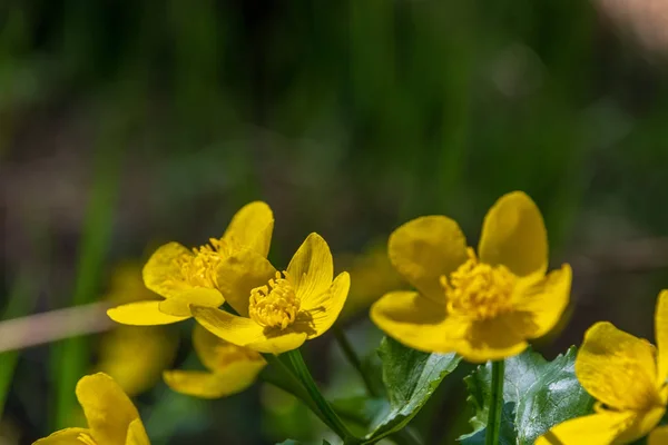 Flores amarelas da primavera florescendo na margem do rio — Fotografia de Stock