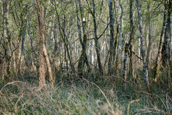 Świeże zielone lasy drzew wiosną — Zdjęcie stockowe