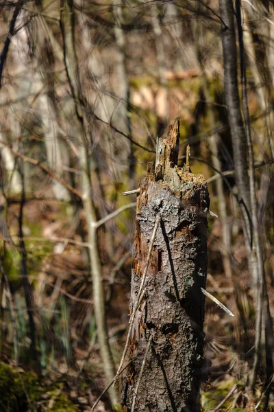 Trockene Baumstämme im Waldfrühling — Stockfoto