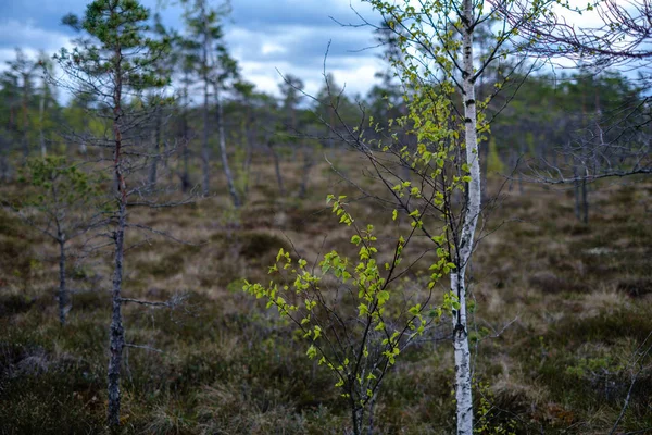 Eerste verse groene bladeren op bomen in het voorjaar — Stockfoto