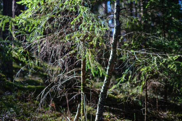 Ung färsk vår grön gran träd skog i solig dag — Stockfoto
