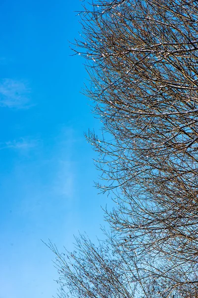 Κατεψυγμένα κλαδιά δέντρων με παγετό στον μπλε ουρανό φόντο — Φωτογραφία Αρχείου