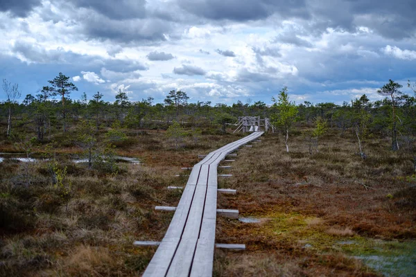 Beautiful wooden plank boardwalk footpaths in swamp national par — ストック写真