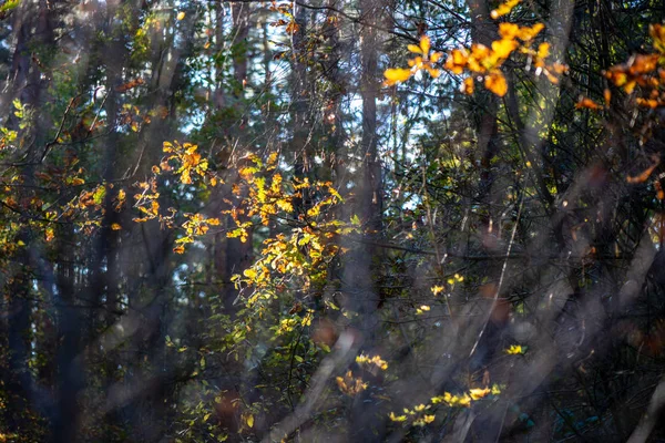 Outono folhas coloridas de ouro com fundo borrão e branche de árvore — Fotografia de Stock