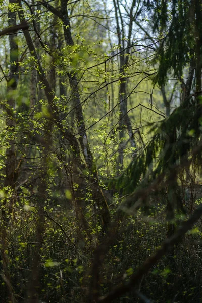 Arbres frais de forêt verte au printemps — Photo