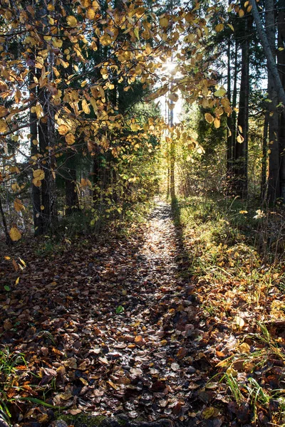 Hojas de árbol dorado de color otoño en la naturaleza en el día soleado — Foto de Stock