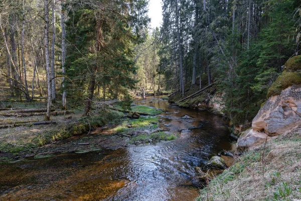Düşük su seviyesi ile ormanda kaya kaplı nehir yatağı — Stok fotoğraf