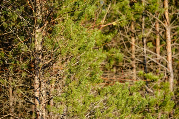 Молода свіжа весна зелений ялиновий ліс в сонячний день — стокове фото