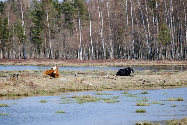 Дикие коровы на голых пастбищах весной — стоковое фото