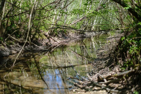Rots bedekt rivierbed in bos met laag waterpeil — Stockfoto
