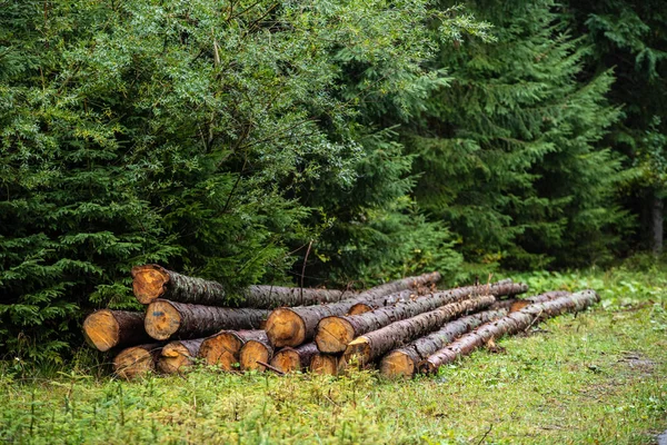 Foresterové práce, dřevěné klády na velkých hromadách u lesa — Stock fotografie