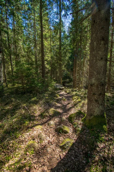 Donker mysterieus sparren boom bos met rotsen en mos — Stockfoto