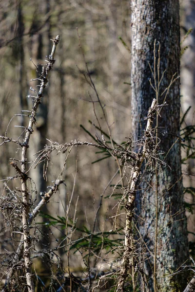 Troncs d'arbres secs au printemps forestier — Photo