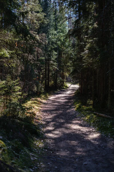 Estrada de pó de cascalho vazio na floresta com raios de sol e sombras — Fotografia de Stock