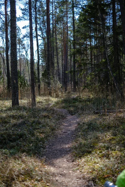 Пустая гравийная пыльная дорога в лесу с солнечными лучами и тенями — стоковое фото