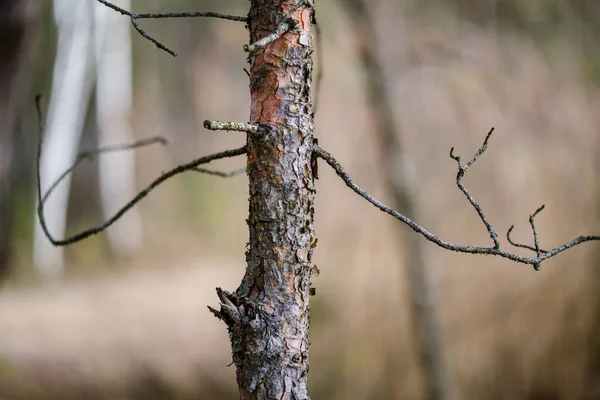 Сухие стволы деревьев весной в лесу — стоковое фото