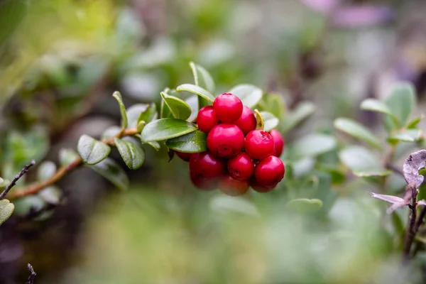 Röda lingonbär som växer i Moss i skog — Stockfoto