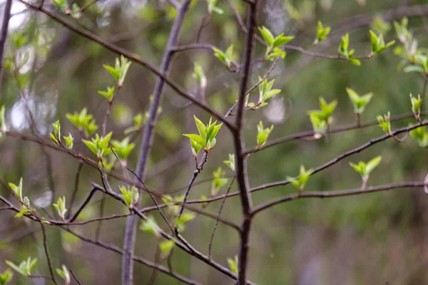 Ilkbaharda ağaçlarda ilk taze yeşil yapraklar — Stok fotoğraf