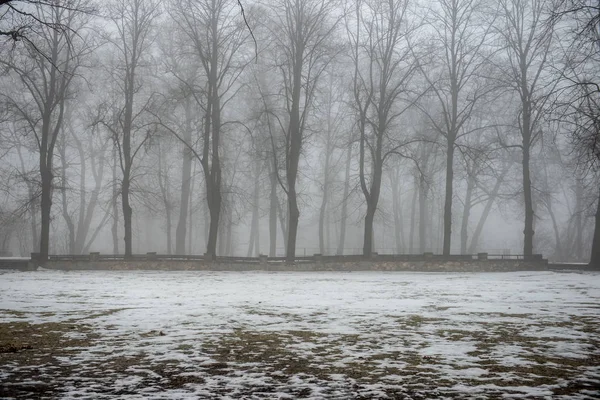 naked tree trunks in misty day in park