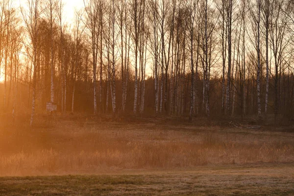 arkasında güneş ile gün batımında açık alanda büyük meşe ağacı