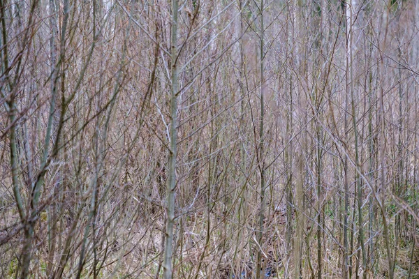 Rami di albero nudi all'inizio della primavera senza foglie nella giornata grigia — Foto Stock