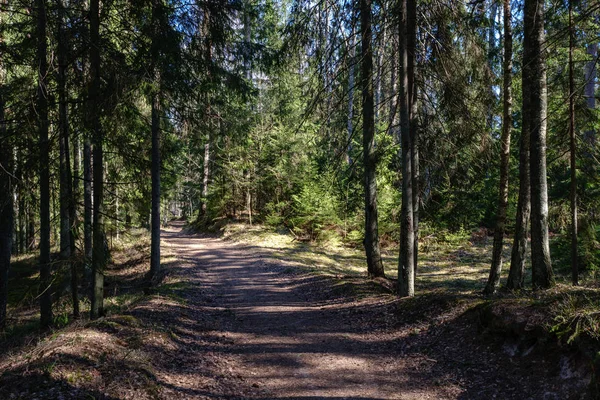 empty gravel dust road in forest with sun rays and shadows