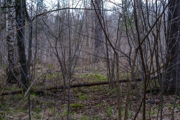 회색 날에는 잎이없는 이른 봄에 벌거 벗은 나뭇 가지 — 스톡 사진