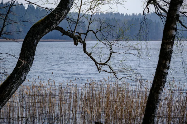 Rami di alberi primaverili con piccole foglie fresche sopra bac corpo acqua — Foto Stock