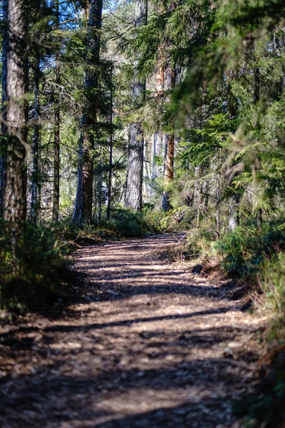 Taze bahar yeşili ladin ağacı ormanı güneşli bir günde
