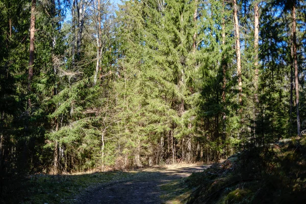 Frisch frühlingshaft grüner Fichtenwald an sonnigem Tag — Stockfoto