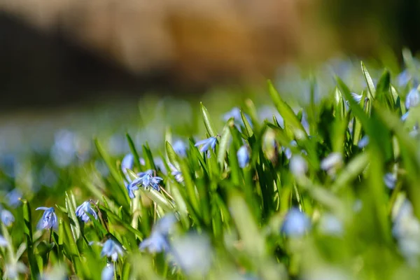 Campo grande di fiori di bucaneve in prato verde di primavera in fronti — Foto Stock