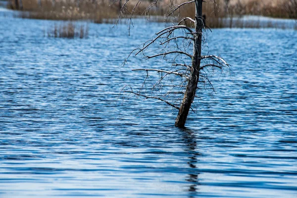 Сухое старое дерево в воде реки — стоковое фото