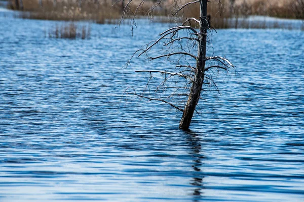 Vieux troncs d'arbres secs dans l'eau dans la rivière — Photo