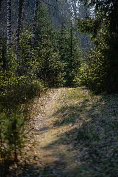 Töm grus stoftväg i skog med solstrålar och skuggor — Stockfoto