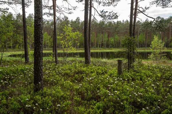 Forêt verte fraîche autour du lac de campagne avec des reflets d'arbre — Photo