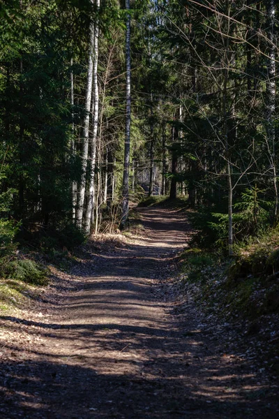 Estrada de pó de cascalho vazio na floresta com raios de sol e sombras — Fotografia de Stock