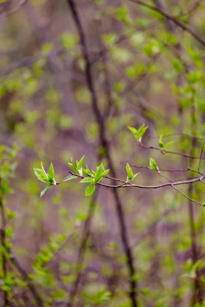 Las primeras hojas verdes frescas en los árboles en primavera —  Fotos de Stock